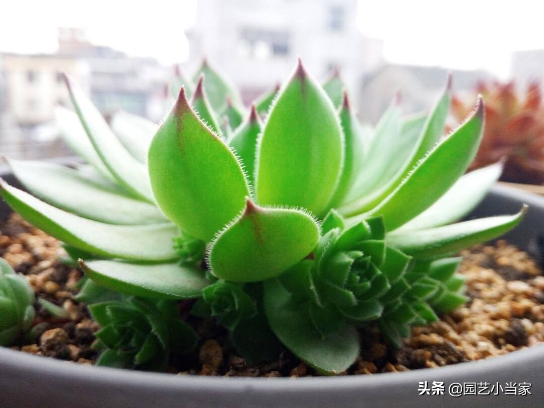 黑叶芋图片（黑叶芋的养护知识及注意事项）