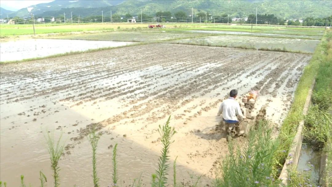 「全面推進鄉村振興」連城縣舉辦水稻機械化精量直播現場演示會