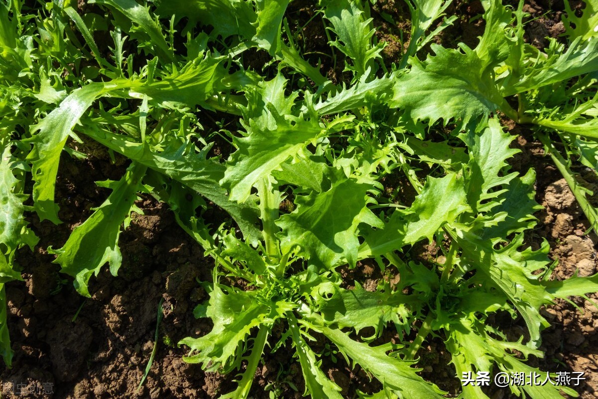 春天挖野菜，送你56种野菜大图片，带你见识不同的野菜和吃法