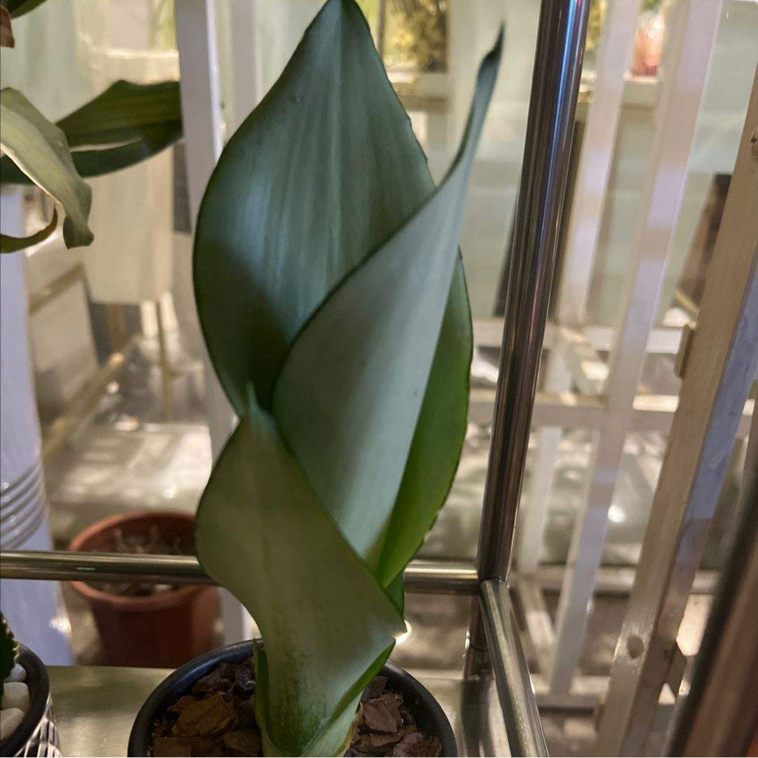 植物花语:杏仁花语你知多少?_达一风水网