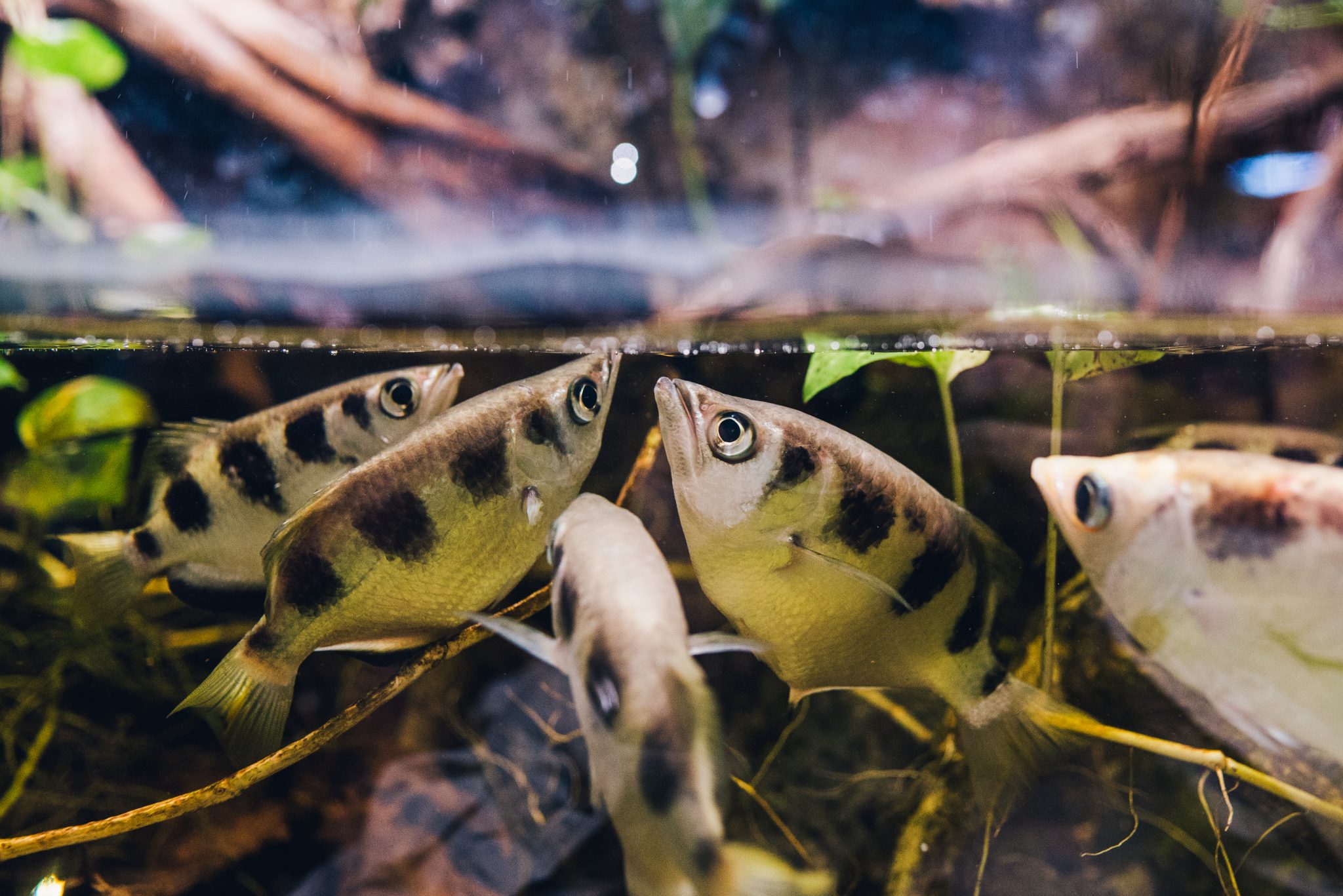 射水鱼图片 射水鱼是怎么捕食的 射水鱼原理 优宠号