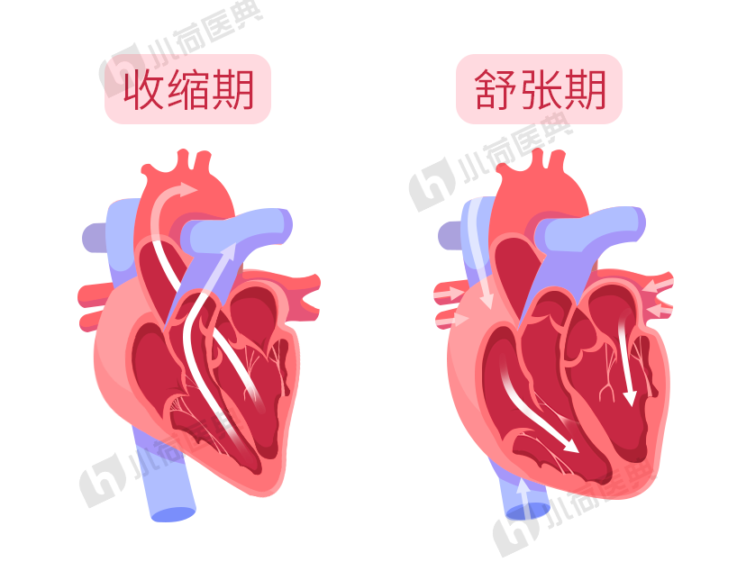 心脏收缩舒张过程动画图片