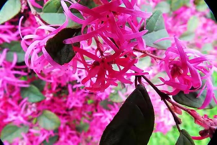 红花檵（jì）木