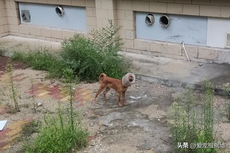 它比想象中要难(被塑料桶卡住头部的流浪狗，不吃不喝瘦成皮包骨，却不让人类靠近)