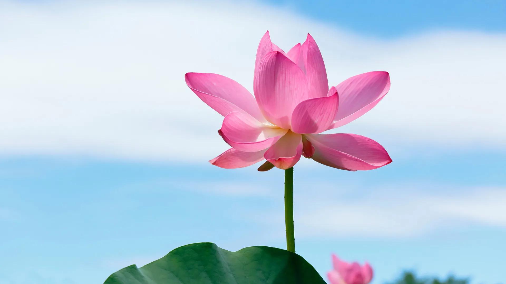 愿心如莲花,清净无染