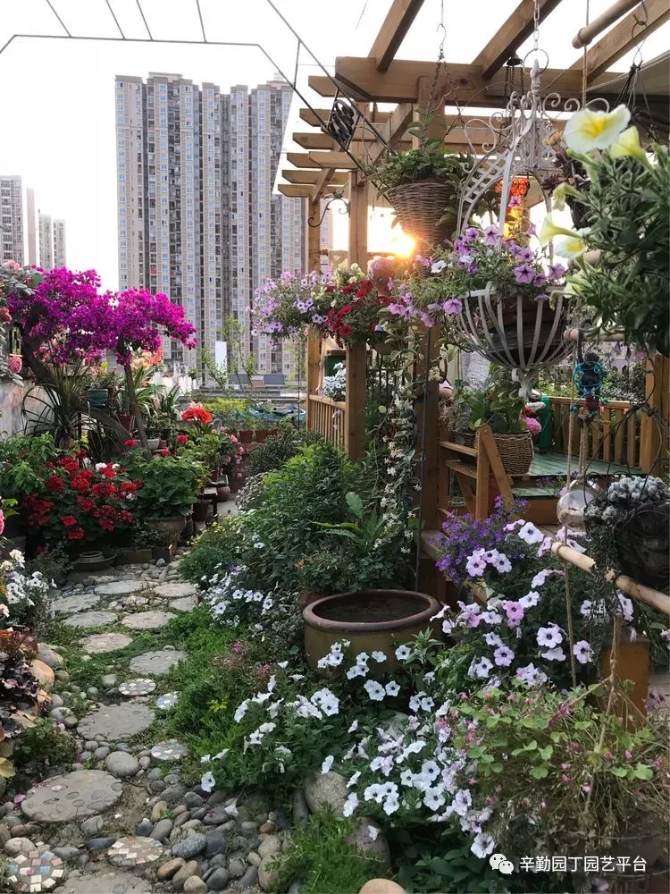 园丁奖花园组《002号》不离不弃,芳龄永继