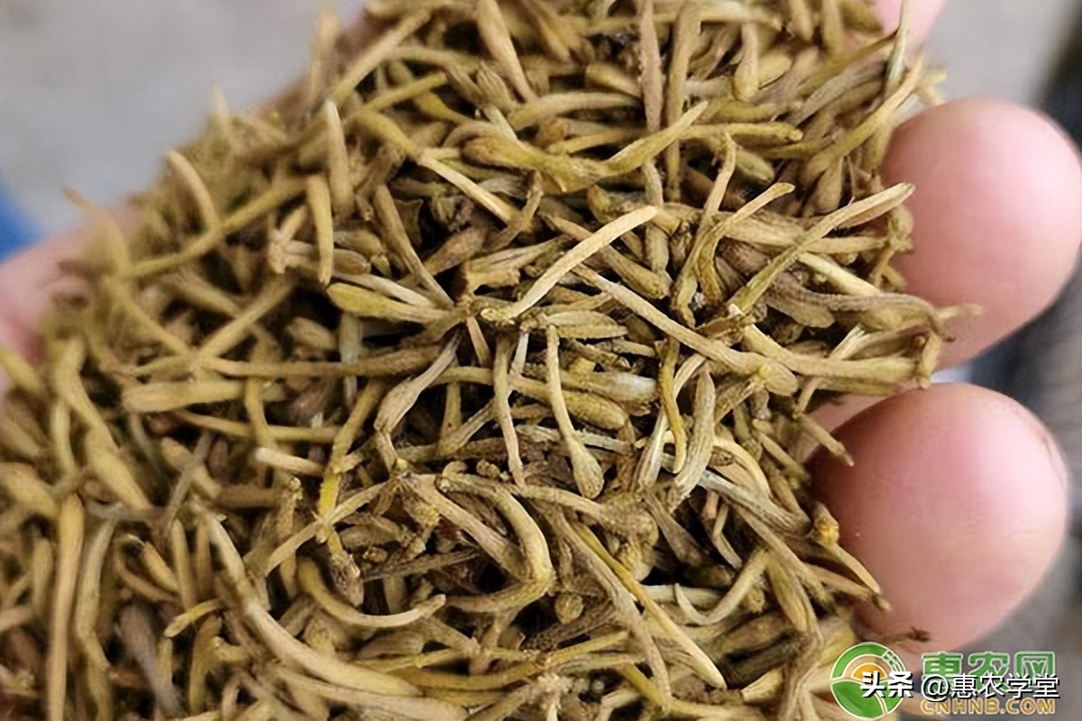 目前金银花多少钱一斤？