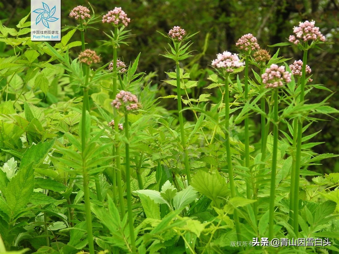 满山香图片(农村有一种芳香野草) - 赤虎壹号