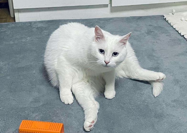 中华大白猫其实属于狮子猫品种,是一种毛发全白的猫咪,现在越来越多人