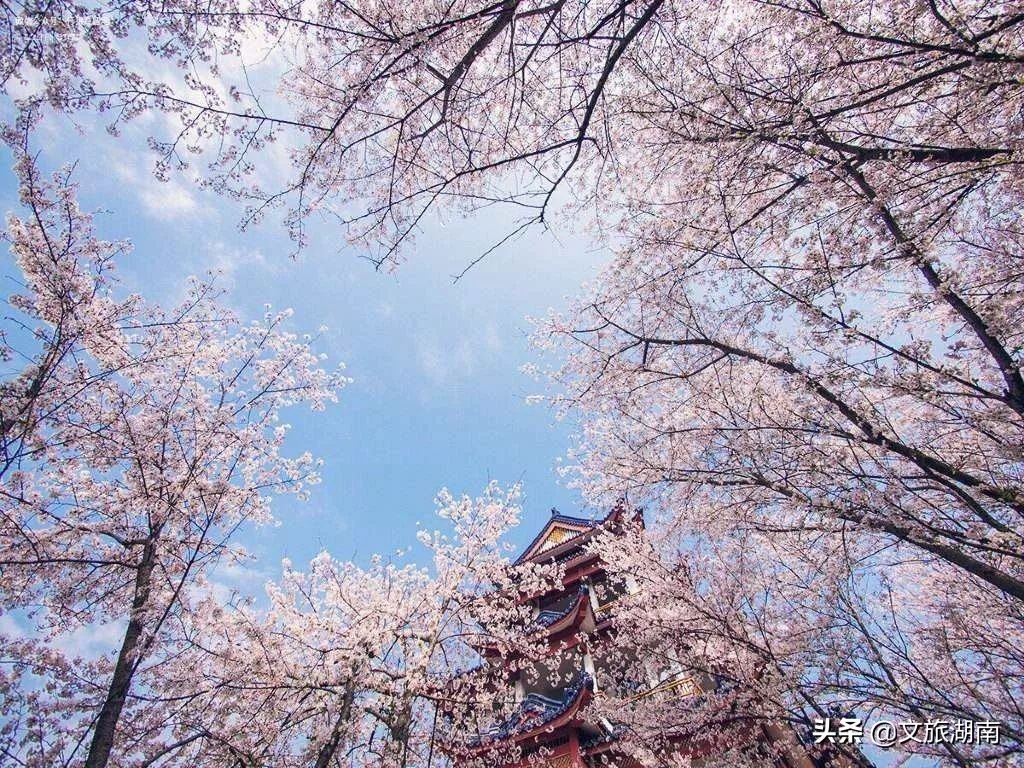 湖南踏春好去处，赏花、踏青、爬山...总有一个适合你