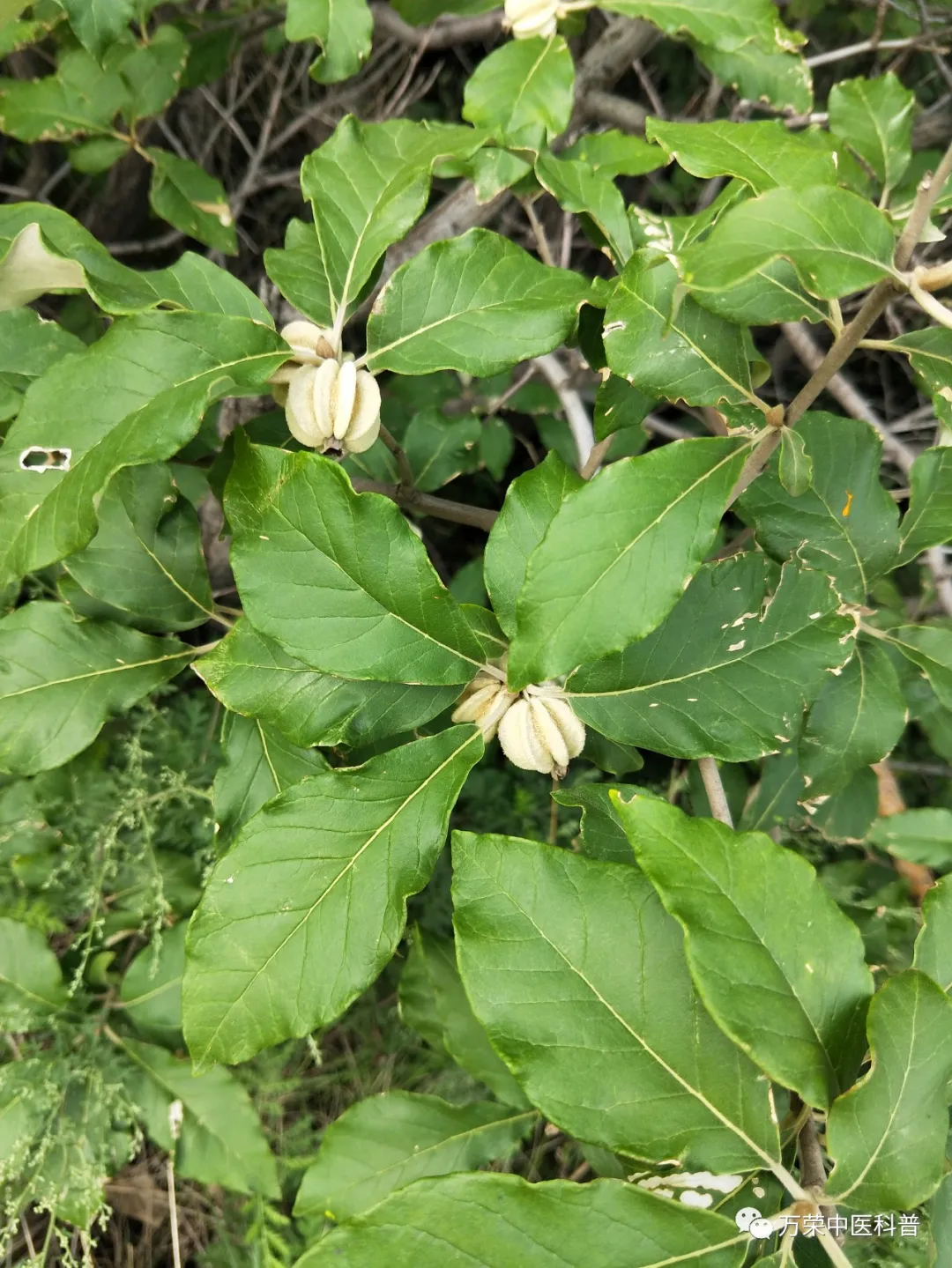 翅果油是什么（古老的国家保护树种，翅果油树）