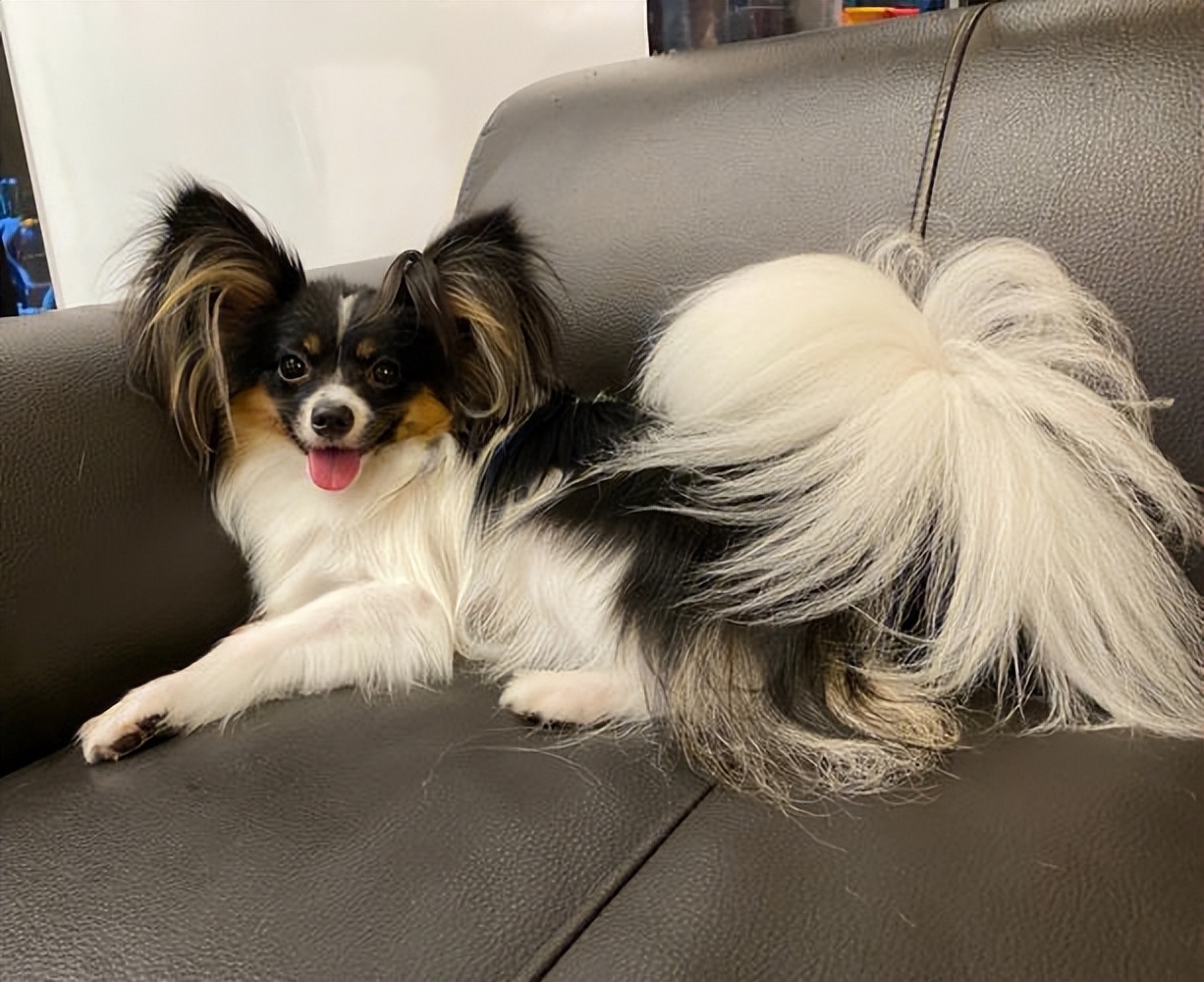 蝴蝶犬多少钱一只 蝴蝶犬多少钱52狗狗网-北京百科网