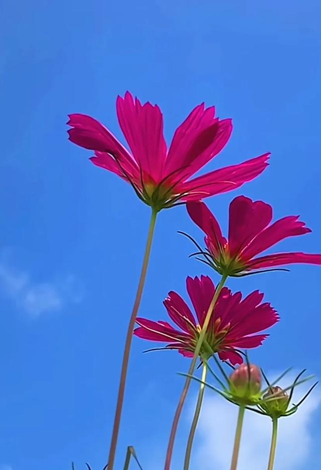 抖音很火的励志句,充满朝气,努力成长