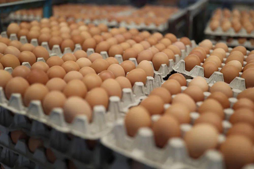蛋鸡怎么养才能省心又挣钱？借鉴模化养殖场的经验试试