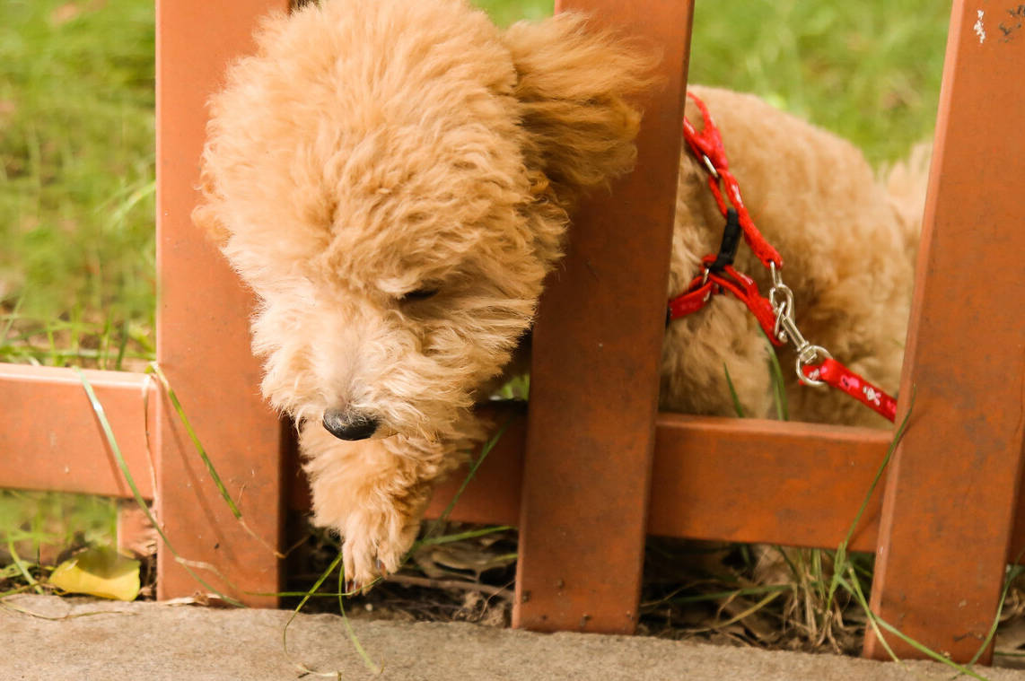 原来"公泰迪"这么可怕,怪不得养过的人,都说不会再养了