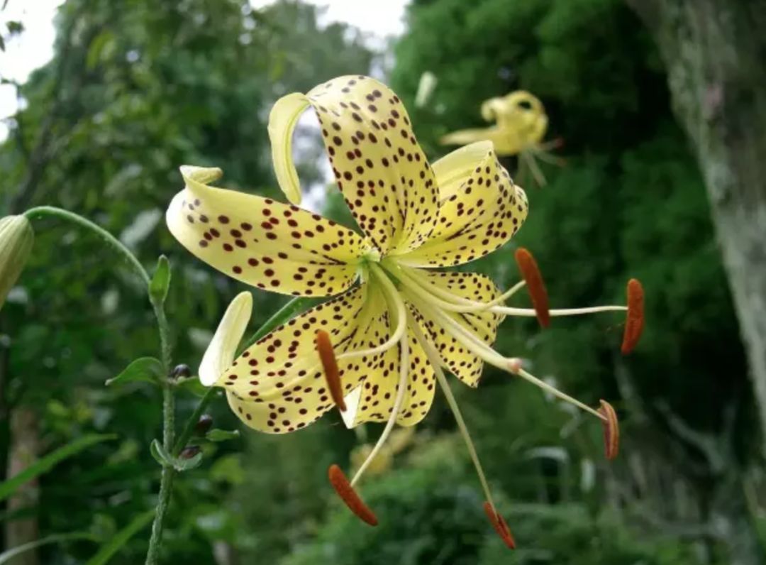 哪几种百合可食用(百合,可看,可吃,可入药,寓意也十分美好|花名册no.