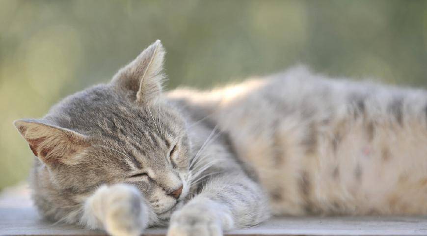 猫咪1岁=人7岁，原来是错的，这么多年都误会了