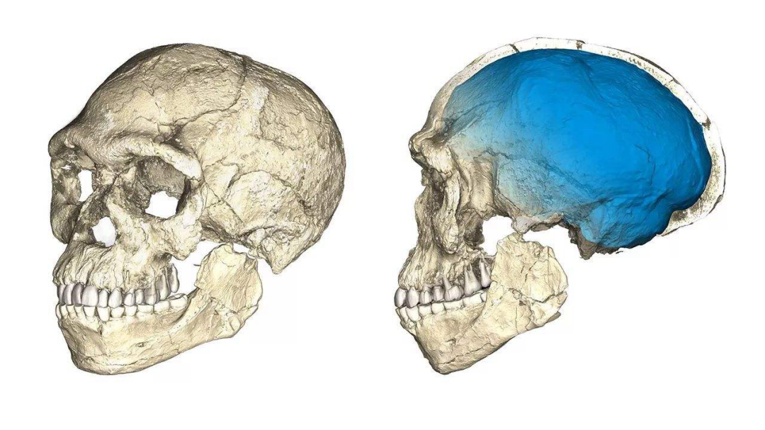 白人都是一个人种吗(黄种人、白种人、黑种人之间，为何可以自由混血，没有生殖隔离？)