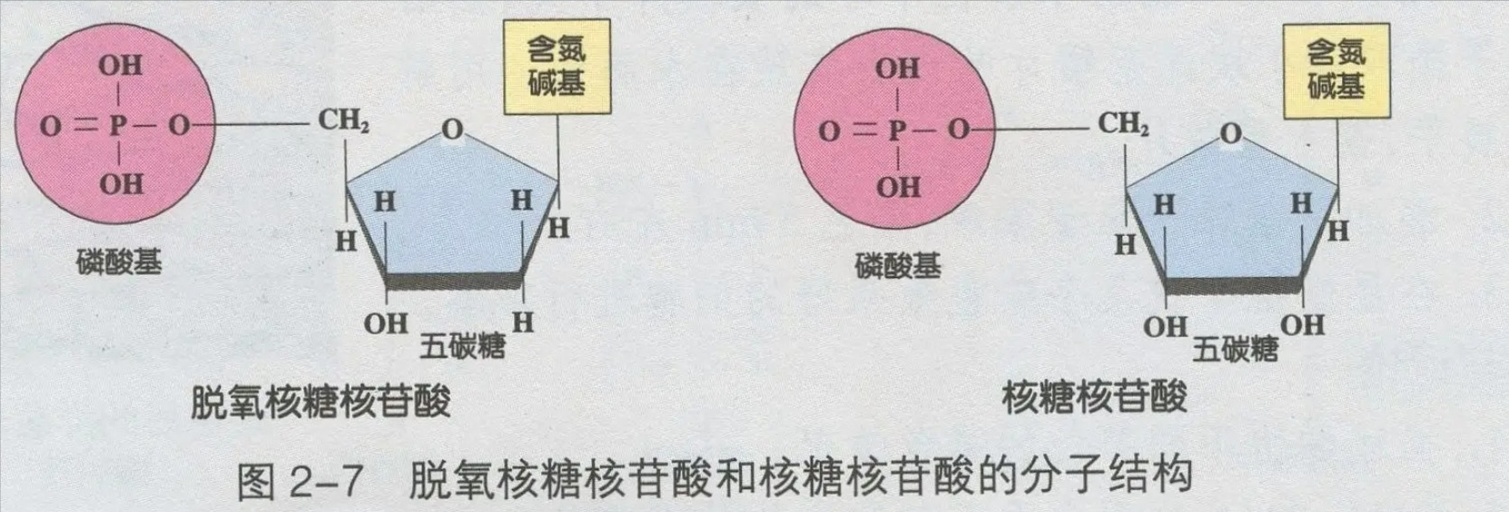 ���Ƕ������Ǻ����70������ʯ����DNA�ɷ֣���������������̫��