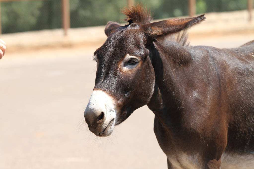 骡子为什么不能生育 骡子大还是马大-千百号