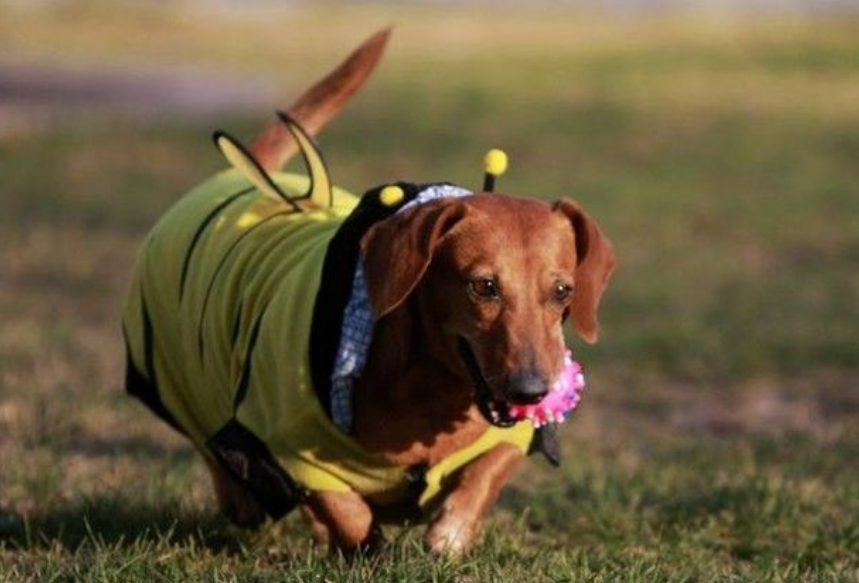 十大适合家养的中型狗(8种最多人养的"中型犬",估计也有你家的)