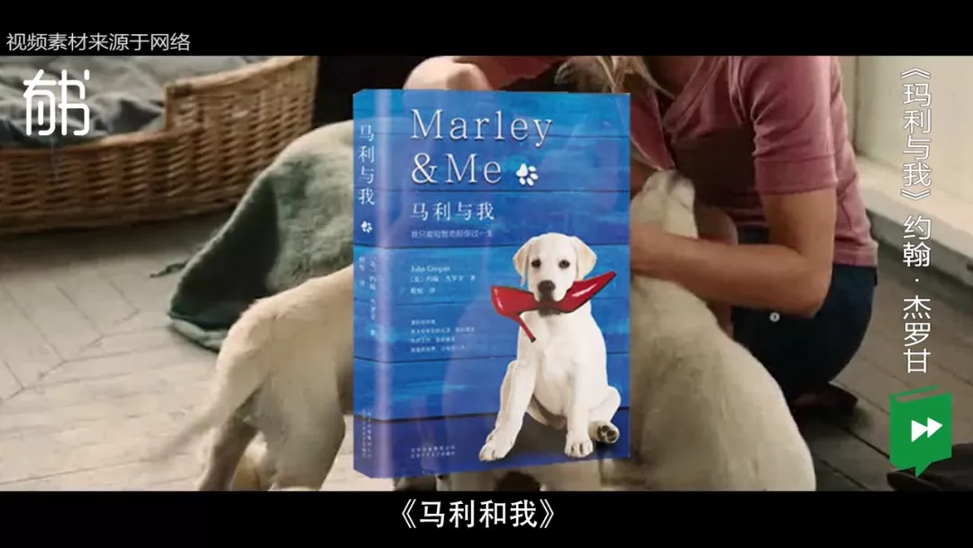 世界上最牢固的感情,便是狗对人的忠诚