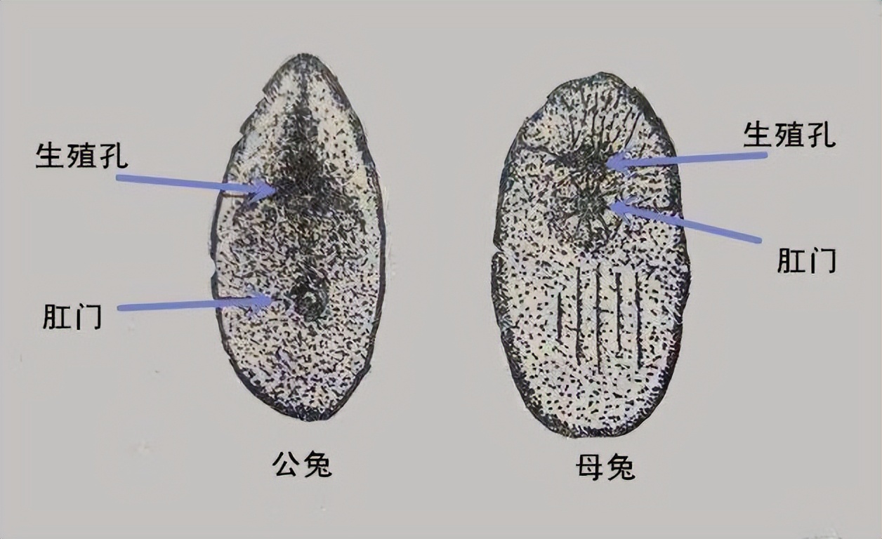 怎么分辨兔子公母图片图片