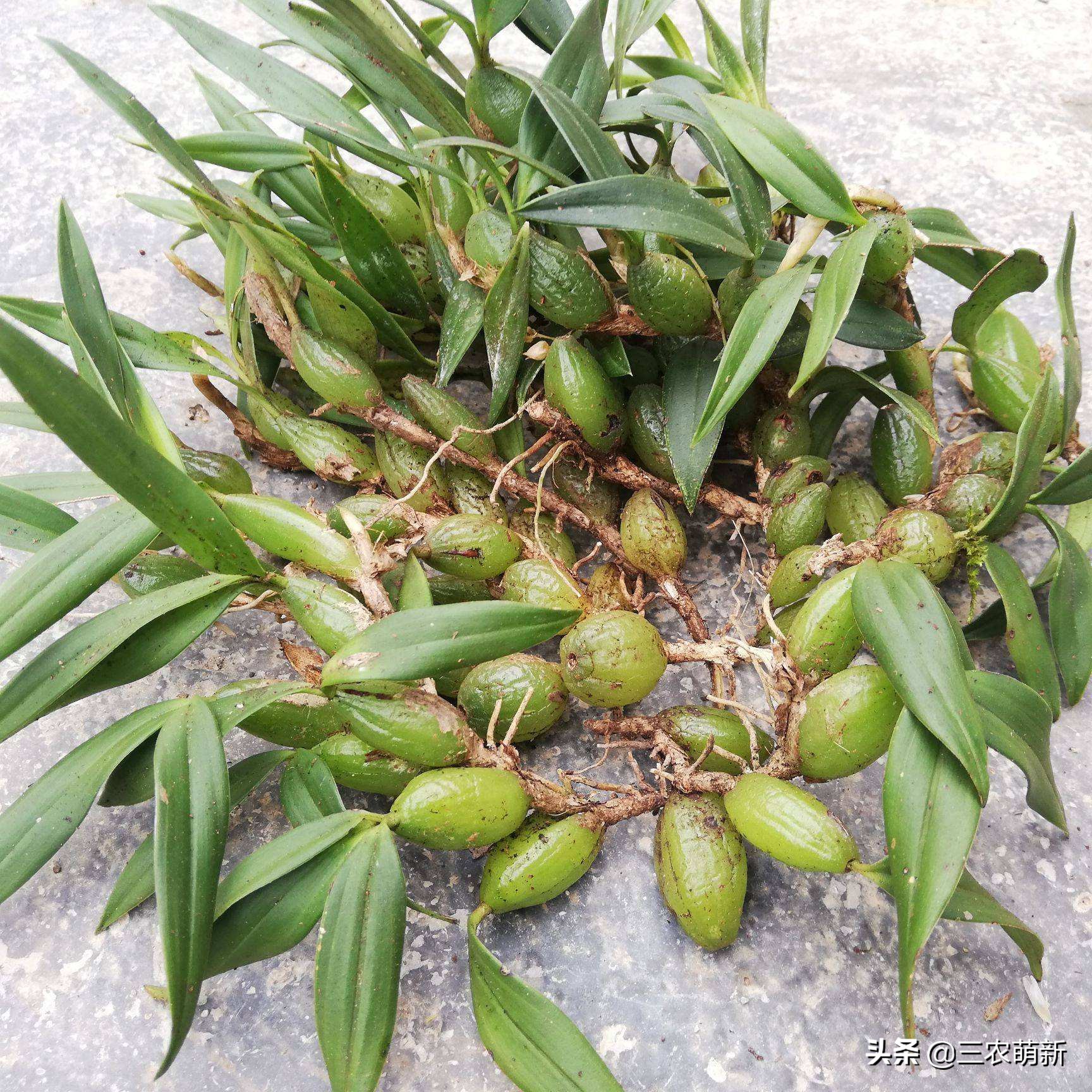 金毛狗蕨价格5种花卉堪比