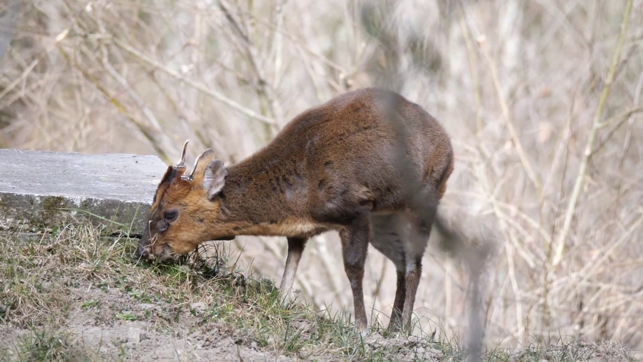 长得像鹿,声音像狗,把日本人折磨惨了