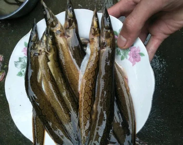 过去不值钱的刀鳅鱼,如今却卖到80元一斤,刀鳅真有那么好吃吗