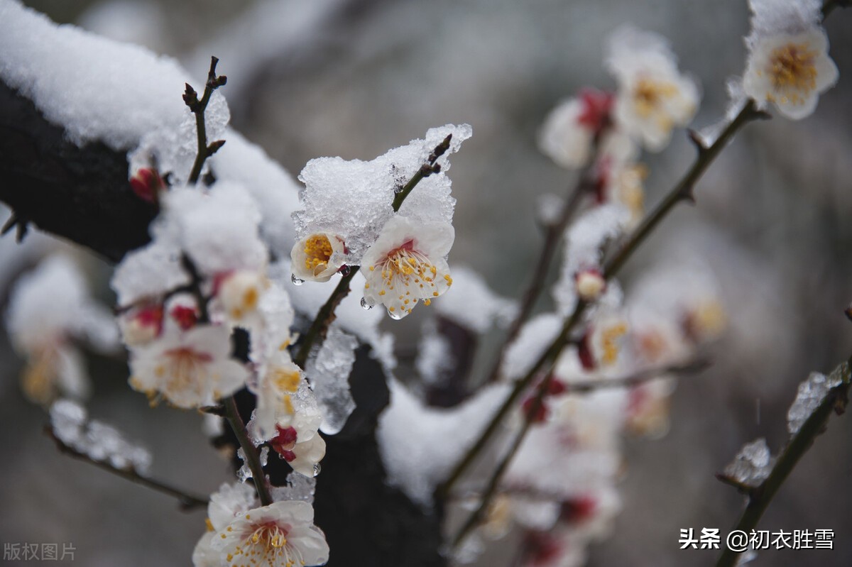 冰雪梅花绝句六首，只见花时冰雪冻，不知花里有春风