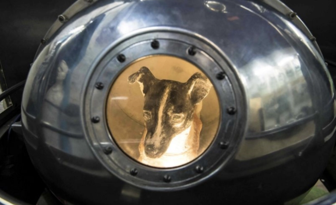 “宇宙汪”莱卡：第一只被送入太空的狗，它的结局如何了？