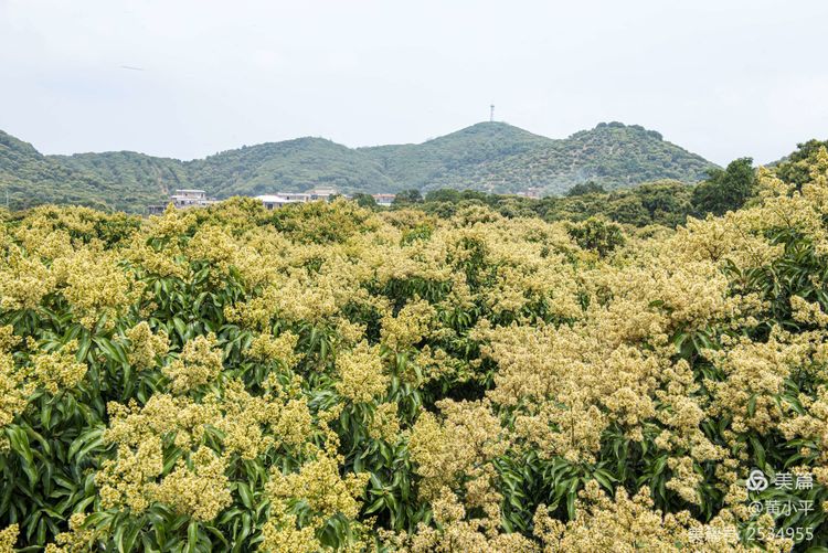 蜂花飞舞，茂名荔枝花开了