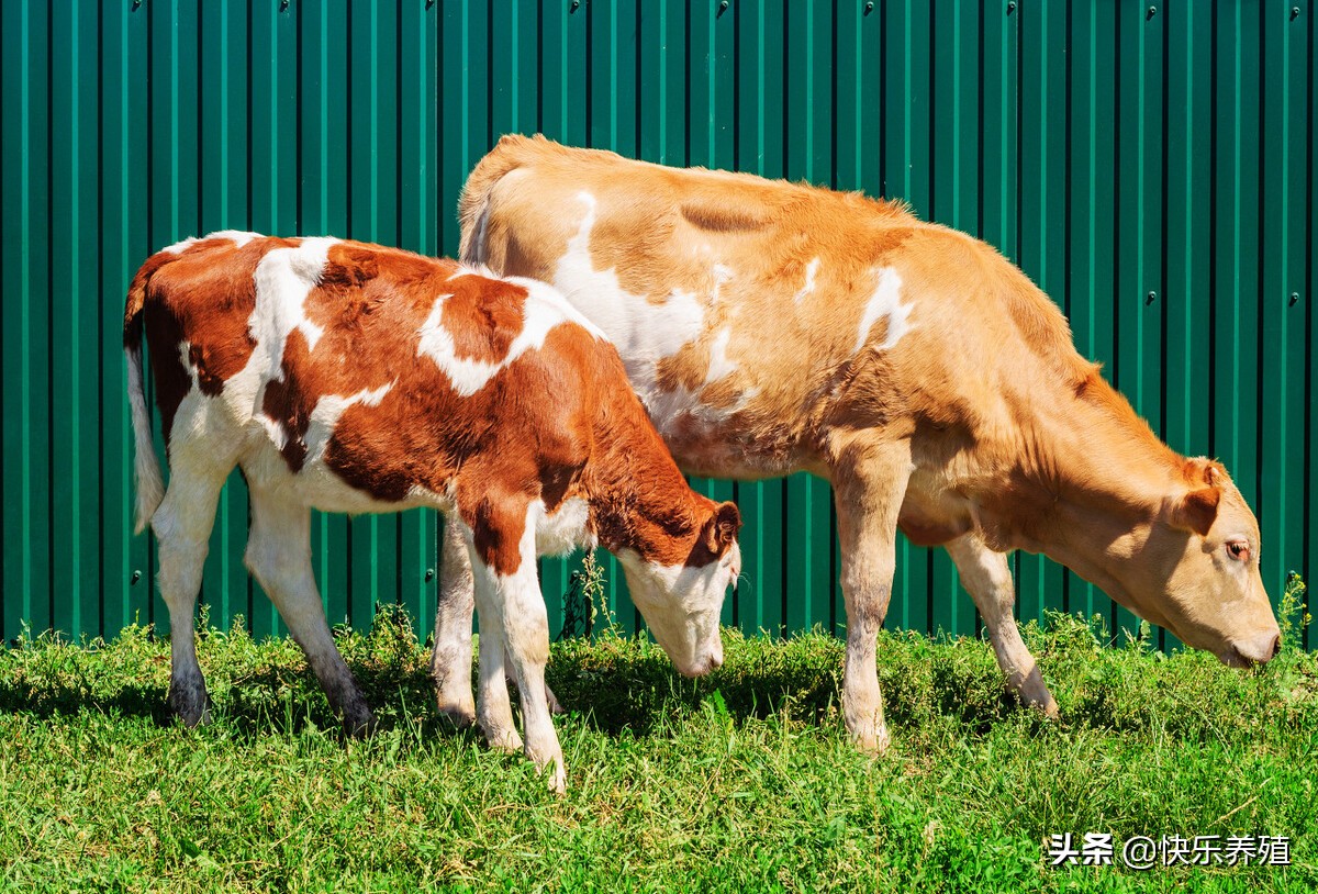 怀孕母牛眼睛血管图片(买牛一看三验) - 赤虎壹号