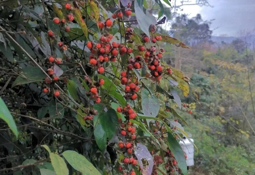 成都周边山区旅游(1.5h就到！去这个小众地爬山吸氧、看山间石刻佛像、吃生态美食)