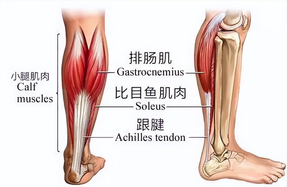 足弓墊瘦腿怎么使用（七天高效訓(xùn)練 - 完善足弓，幫你輕松瘦小腿2CM）