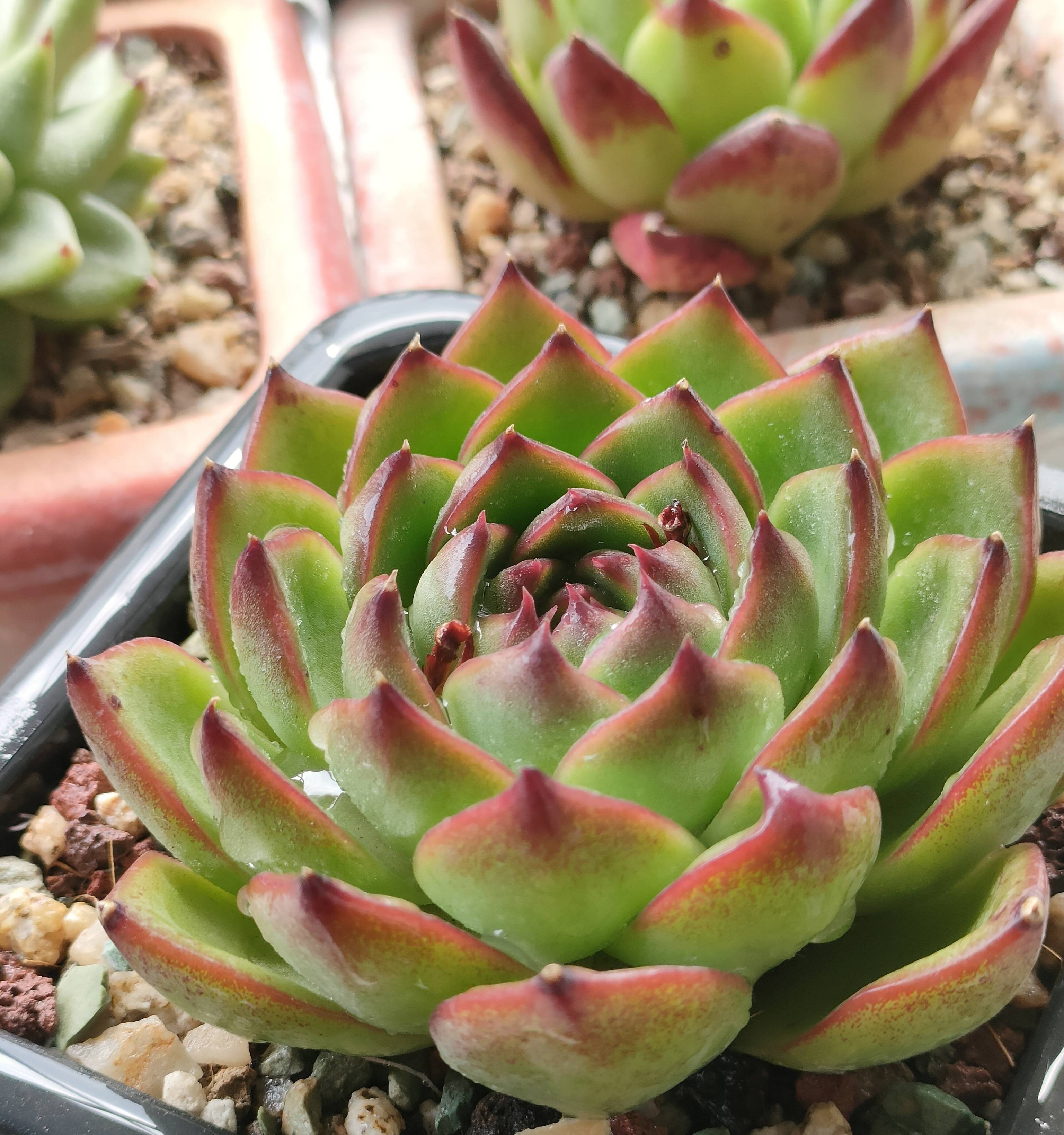 多肉植物怎么栽种(多肉植物怎么栽种需要浇水吗)-第1张图片-巴山号