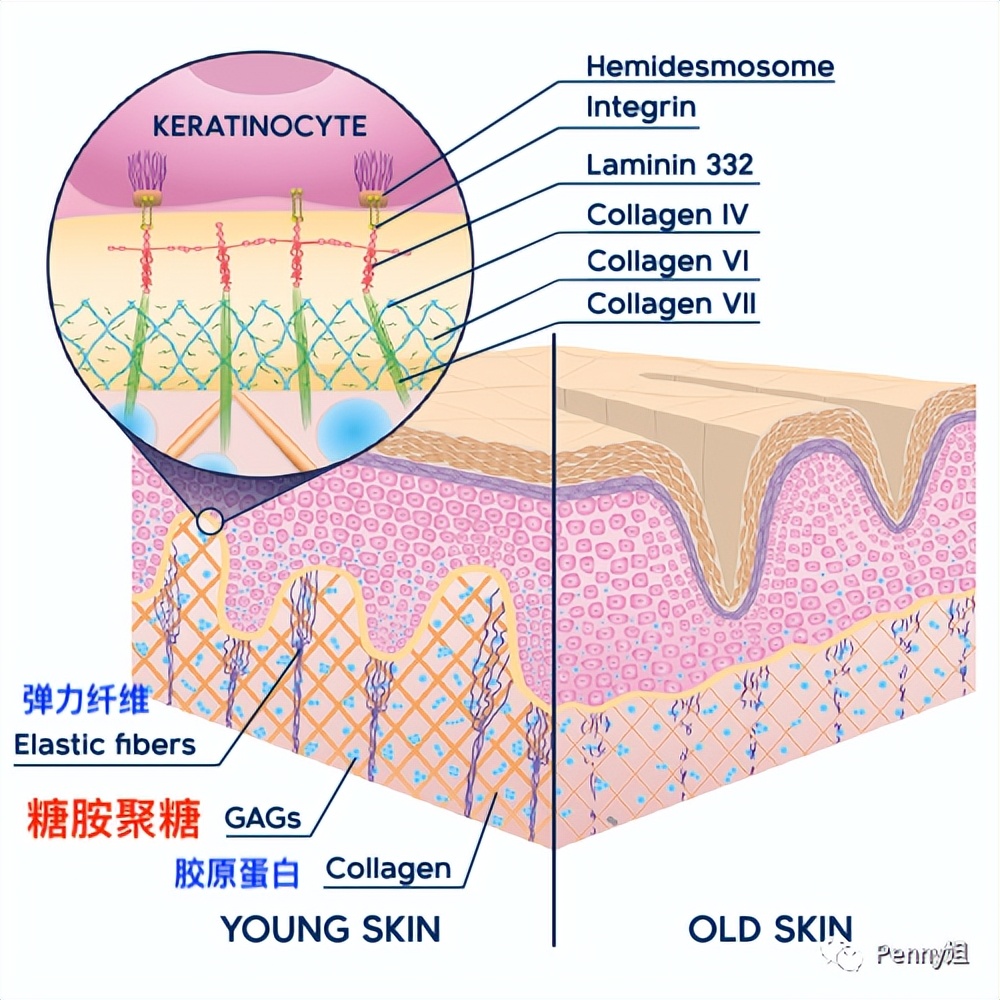 黑绷带价格聊聊硬核抗老成分