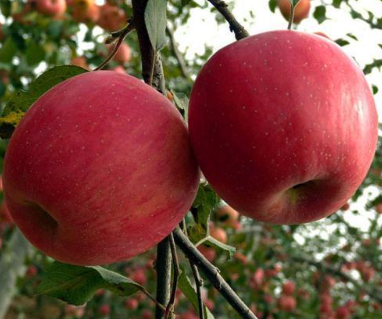 苹果的别称（苹果在古代唯美的名字，日本沿用至今）