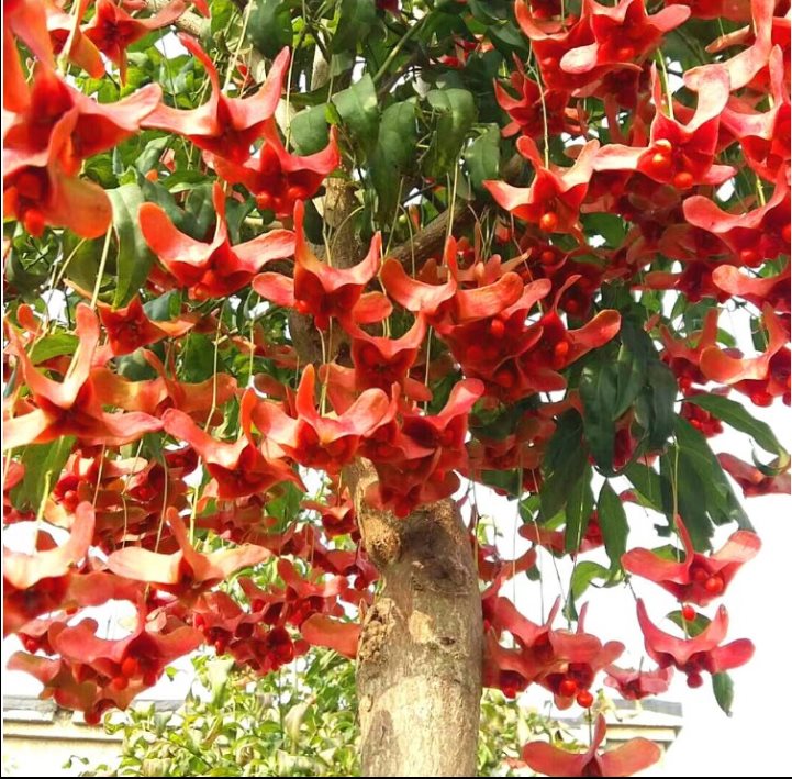 7种"如意花",客厅一放,快速爆棚,吸财又旺家