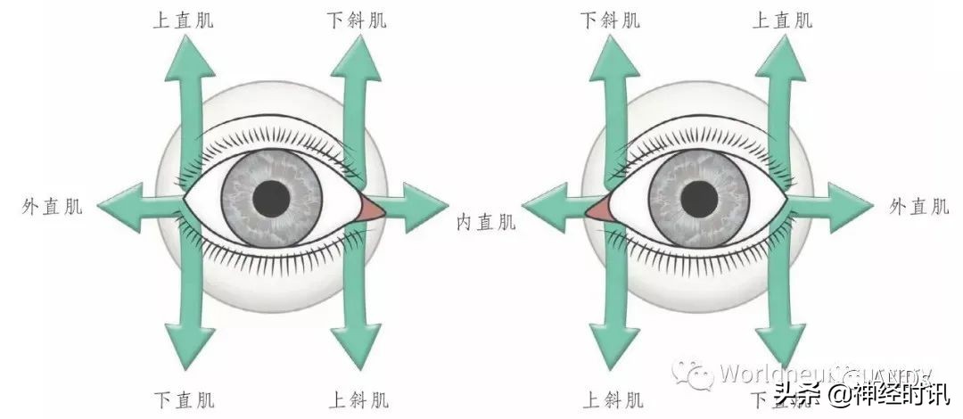 神经元结构图（高中生物神经元结构图）-第6张图片-昕阳网