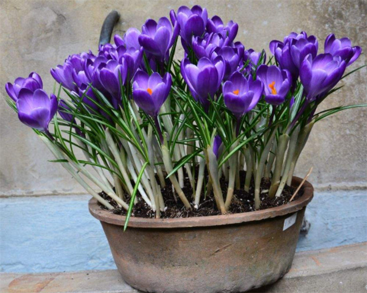 串串红花几月份开始播种(藏红花盆栽的种植方法不难,需注意栽种时间