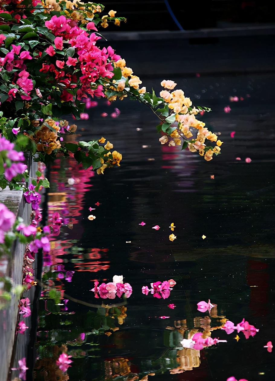 描写对花凋谢的诗句「经典」 -语文-巧兔教学