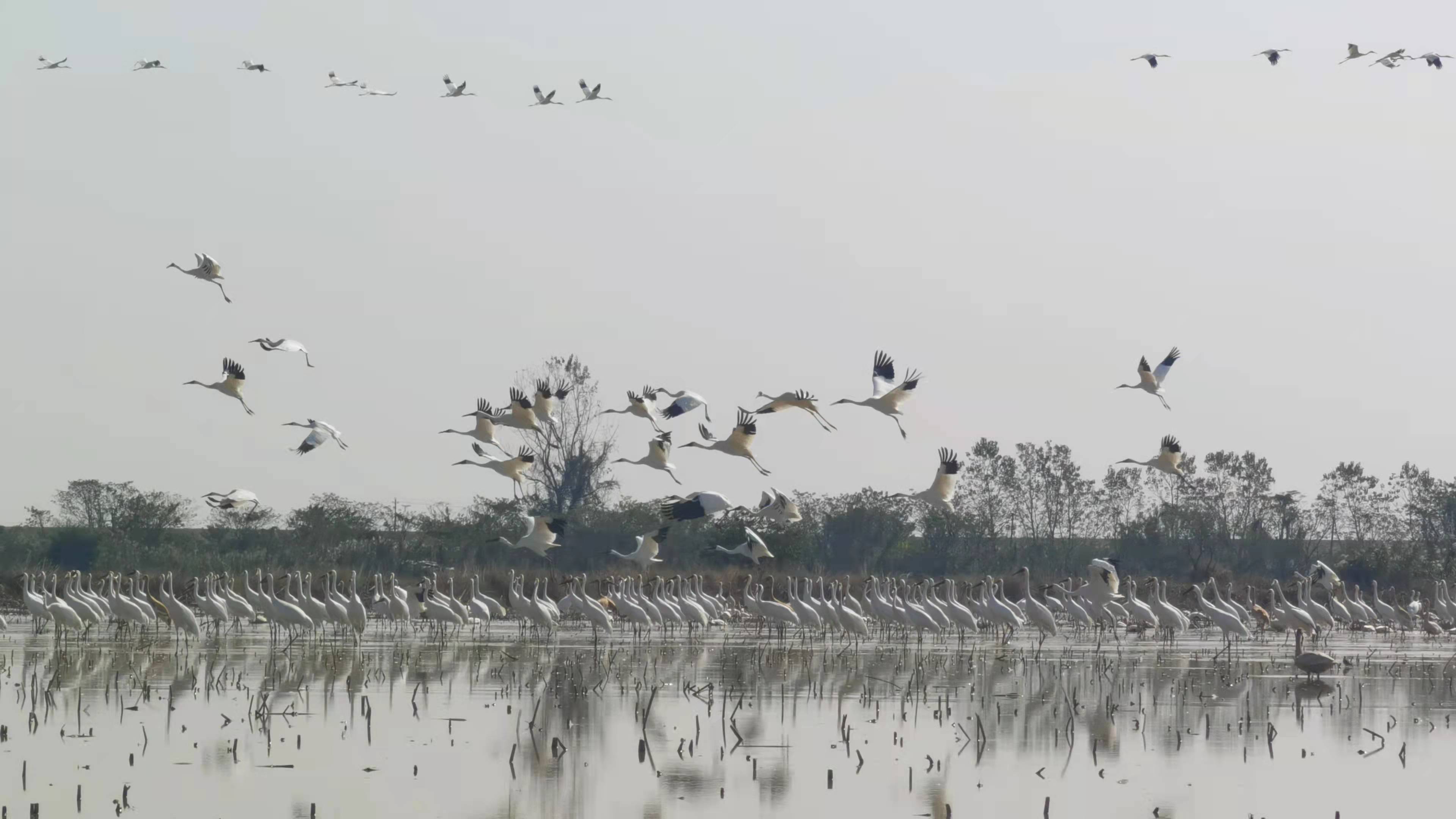 鹤舞鄱湖 牵手世界——第二届鄱阳湖国际观鸟周引世界关注