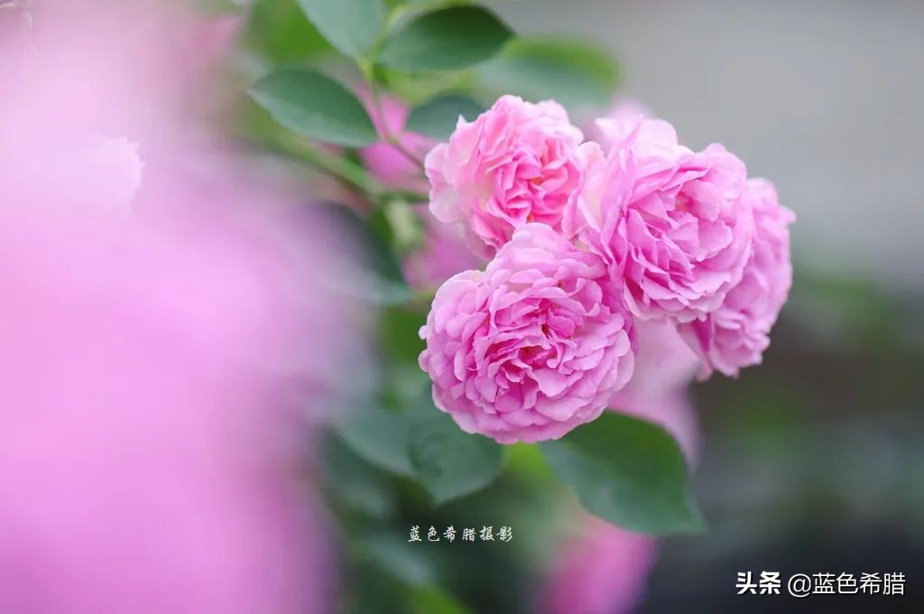 蔷薇花长什么样子图片（细嗅蔷薇感受夏日的浪漫诗意）