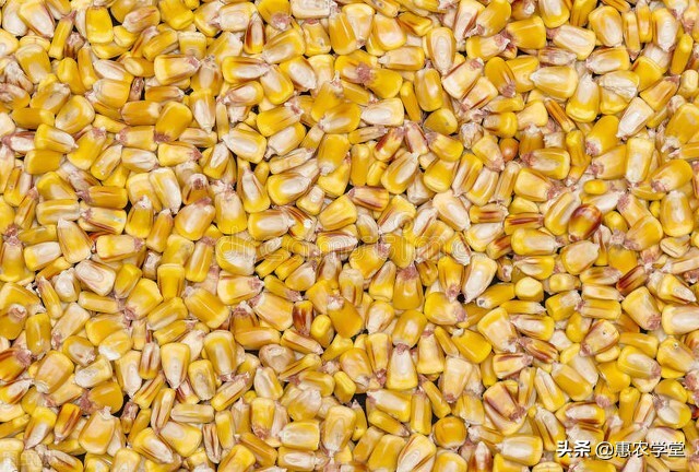 目前干玉米市场价多少钱一斤？2022年1月份全国玉米价格行情预测