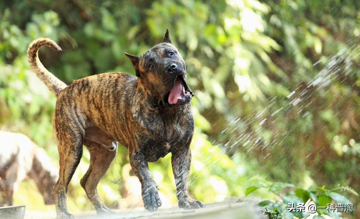 世界上最凶猛的十大恶犬,日本土佐上榜,藏獒只能屈居第二