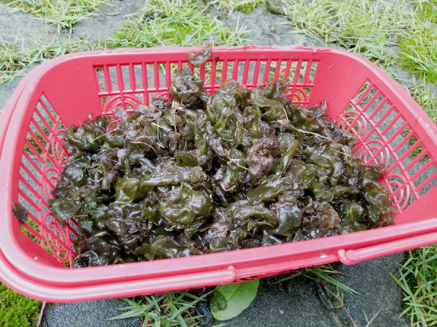 地耳菜地耳菜有毒吗