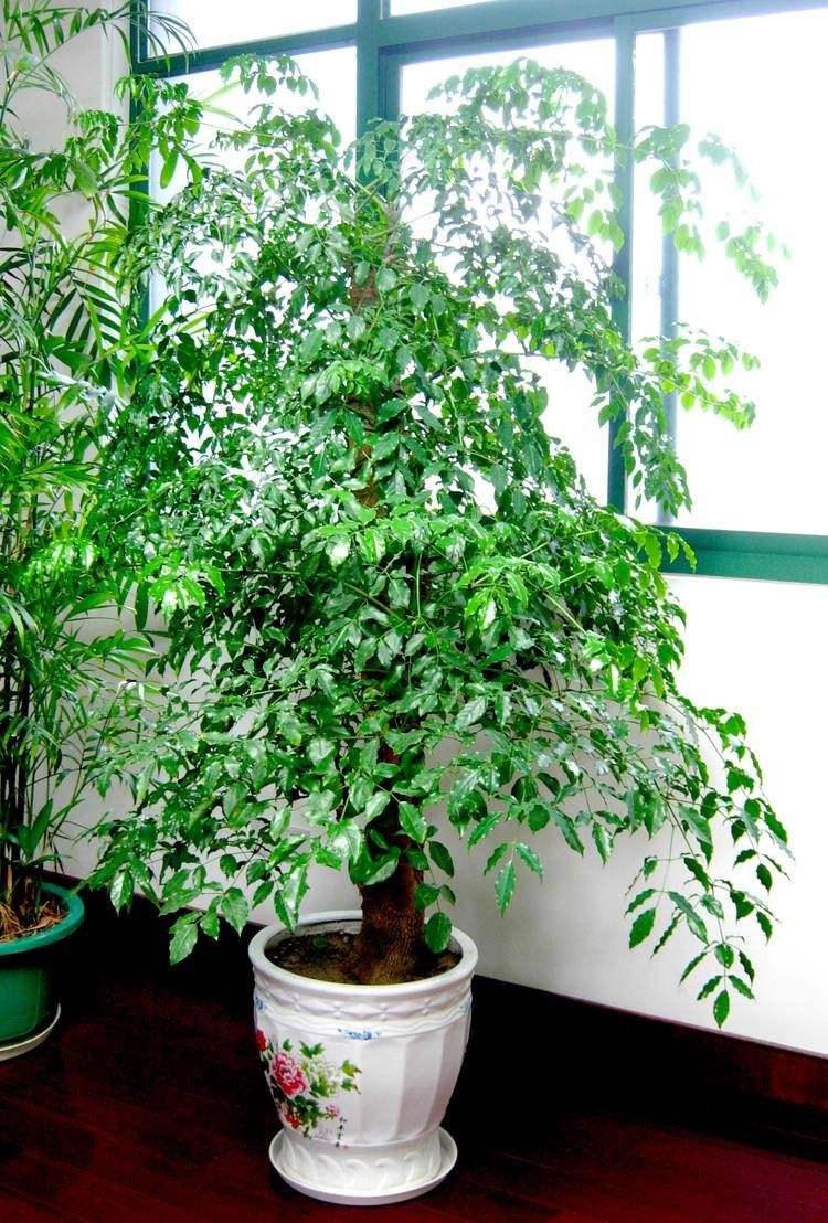 幸福树开花的几率多少(客厅想养大型花) - 青木春