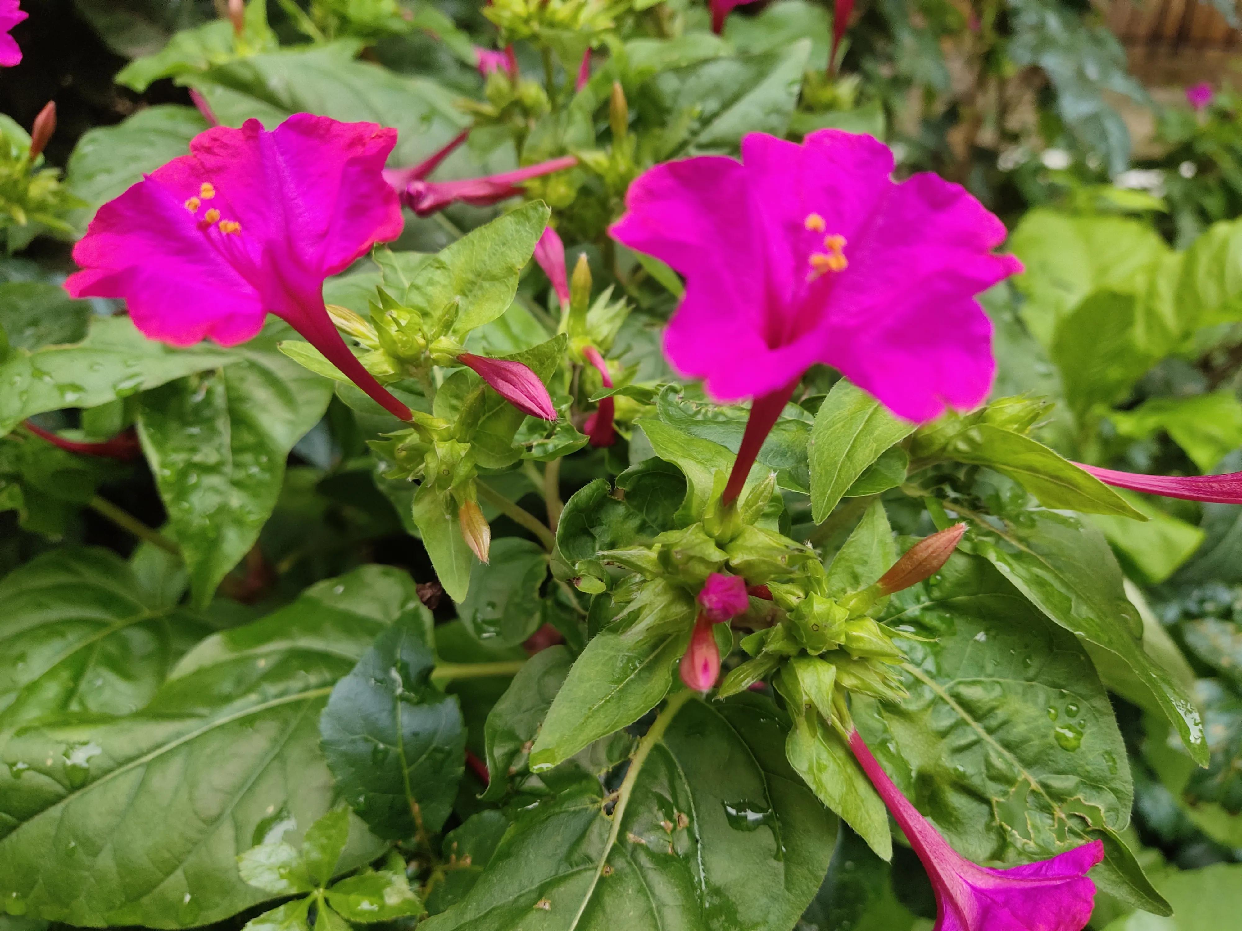 夏花燦爛,今日就分享一組花花美圖吧.